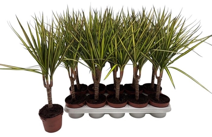 <h4>DRA MARG SUNRAY</h4>