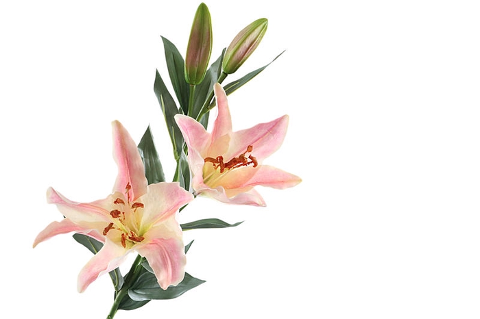 Lilium Pink