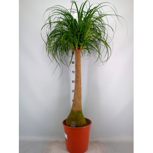 Beaucarnea recurvata