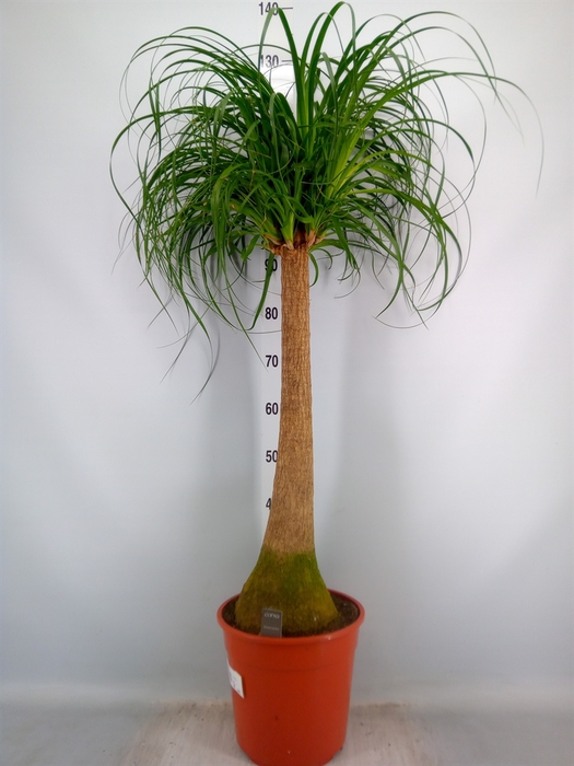 <h4>Beaucarnea recurvata</h4>