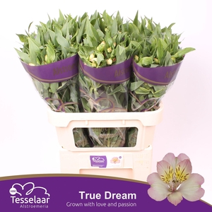 Alstroemeria True Dream