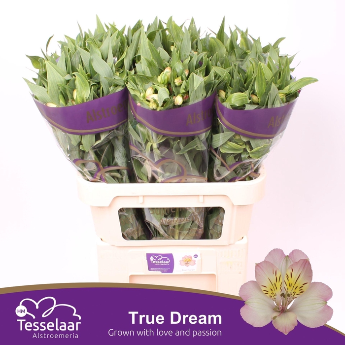 <h4>Alstroemeria True Dream</h4>