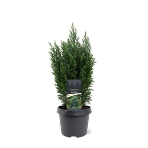 Chamaecyparis law. 'Ellwoodii'