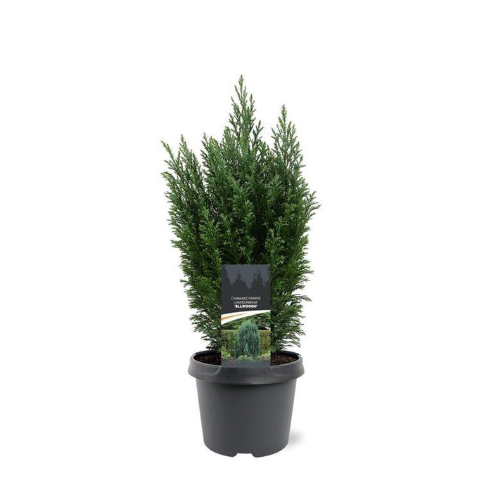 <h4>Chamaecyparis law. 'Ellwoodii'</h4>