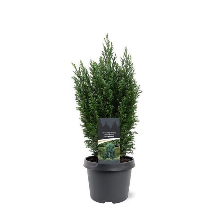<h4>Chamaecyparis law. 'Ellwoodii'</h4>