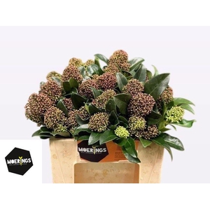 SKIM J FRAG CLOUD BS