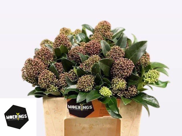 <h4>Skim J Frag Cloud Bs</h4>