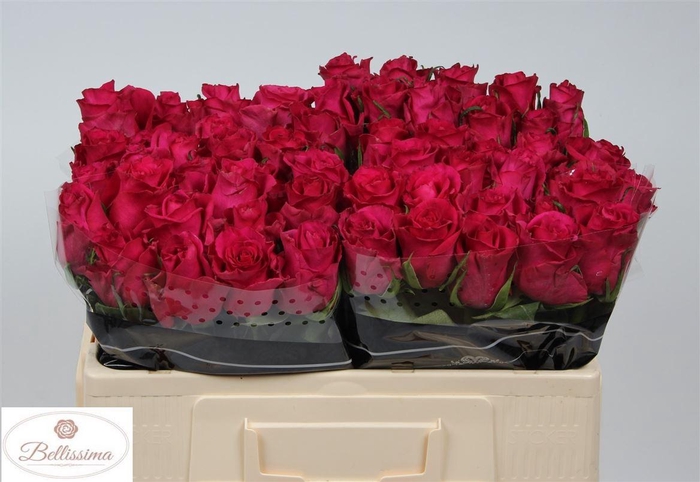 <h4>Rosa a grande fleur Ever Pink</h4>