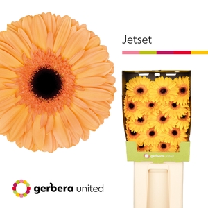 Gerbera Jetset Diamond