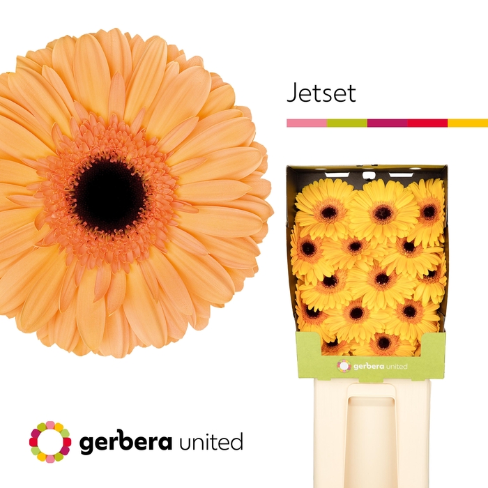 <h4>Ge Gr Jetset</h4>
