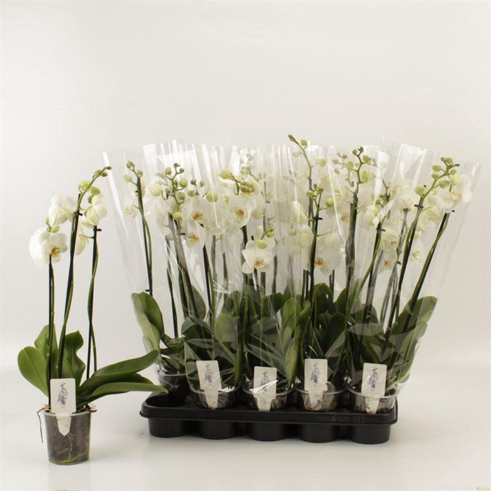 <h4>PHAL OV WIT</h4>