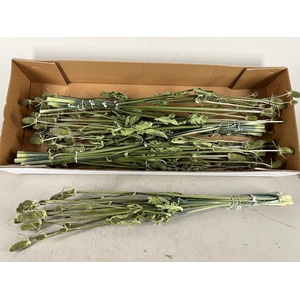 DF Dipsacus (5pc)