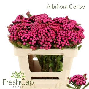 Albiflora Cerise