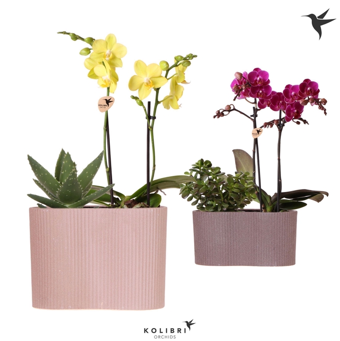<h4>Kolibri Orchids Phalaenopsis Mix 2 spike and Succulent in Gili twin</h4>