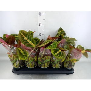 Maranta leuc. 'Fascinator'