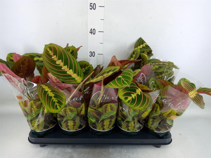 <h4>Maranta leuc. 'Fascinator'</h4>