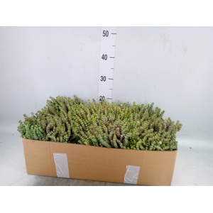 Crassula marnieriana