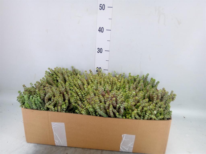 <h4>Crassula marnieriana</h4>