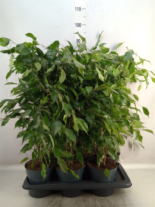 <h4>Ficus benja. 'Danita'</h4>