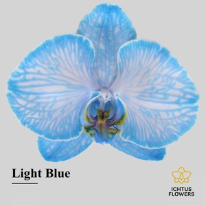 Phalaenopsis