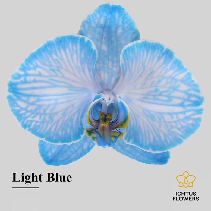 <h4>Phalaenopsis</h4>