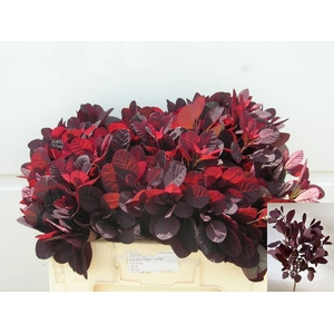 COTI C ROYAL PURPLE