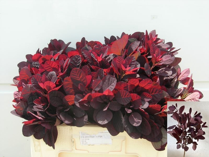 <h4>COTI C ROYAL PURPLE</h4>