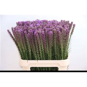 Liatris Callilepis