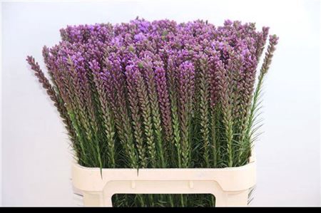 <h4>Liatris Callilepis</h4>