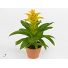 Guzmania Diana