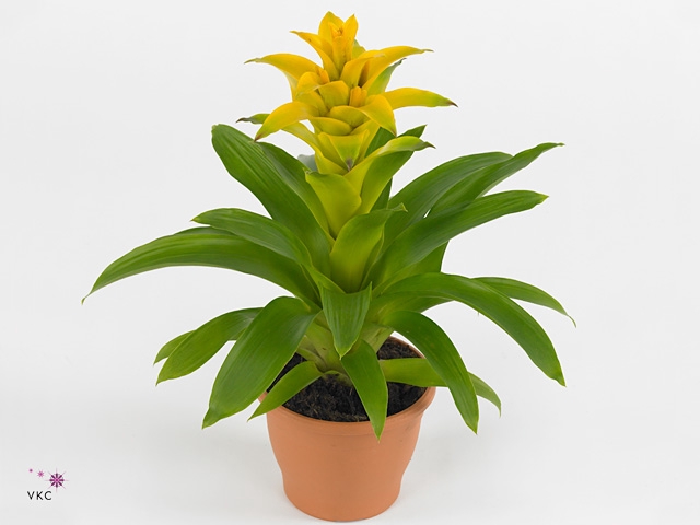 Guzmania Diana