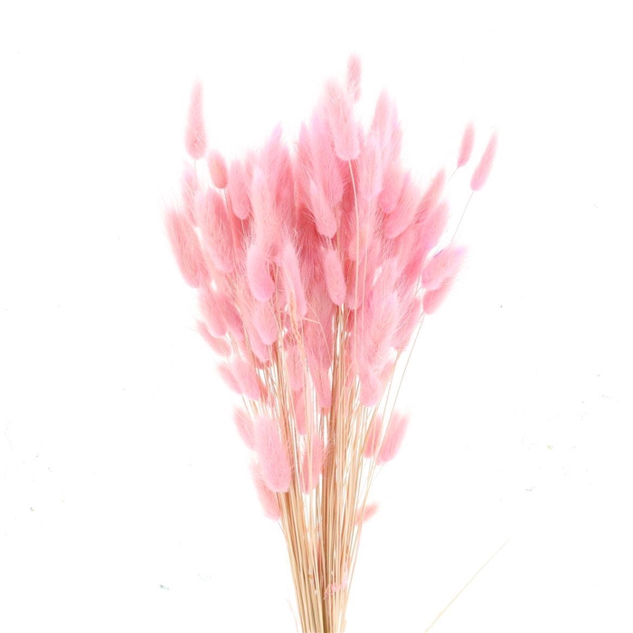 <h4>Dried Lagurus Bleached Light Pink Bs</h4>