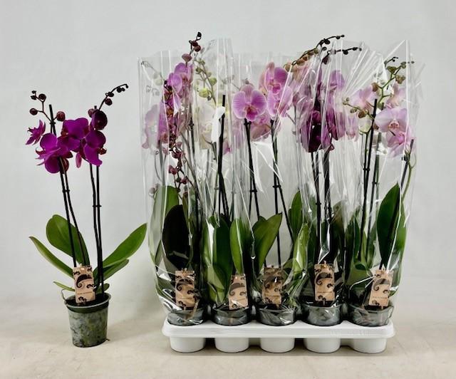 PHAL GEM