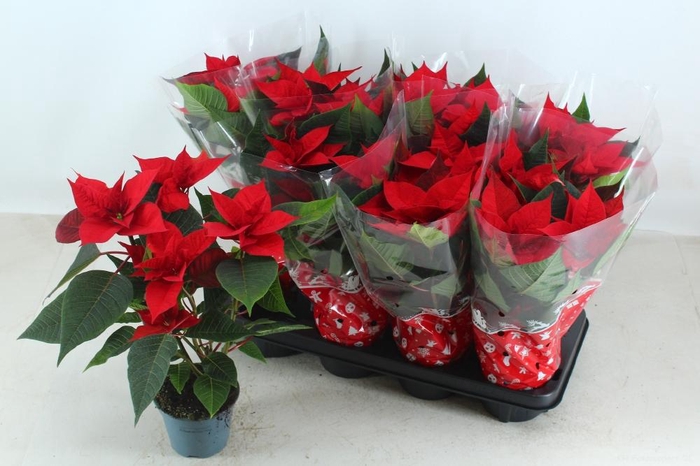 <h4>EUPHOR P SUPERBA</h4>