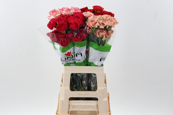 <h4>DI ST GEM IN FUST</h4>