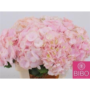 Hydr M Ch Verena Roze 60cm