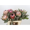 Protea Barbigera Air
