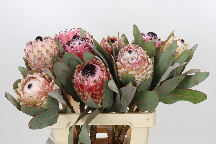 Protea Barbigera Air