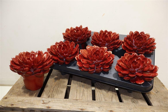 <h4>Echev Summer</h4>