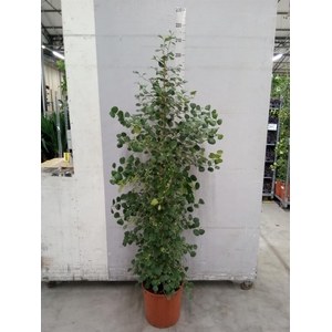 Ficus deltoidea