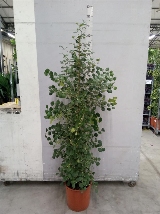 <h4>Ficus deltoidea</h4>