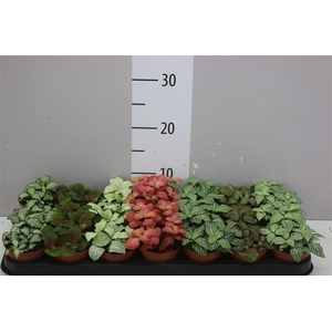 Fittonia Gemengd