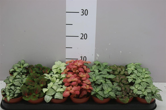 <h4>Fittonia Gemengd</h4>