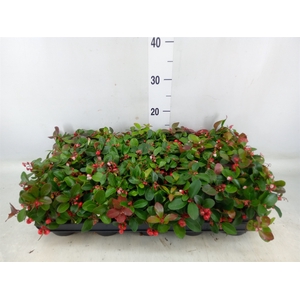 Gaultheria proc. 'Big Berry'