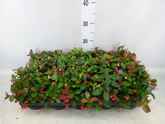 <h4>Gaultheria proc. 'Big Berry'</h4>