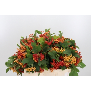 Viburnum Opulus