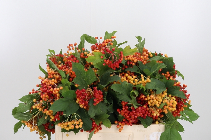 <h4>Viburnum Opulus</h4>
