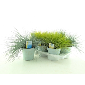 SIERG GEM 3 SRT FUST