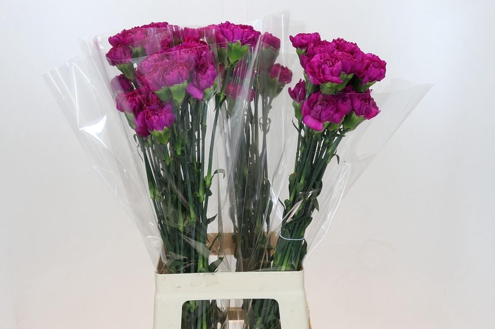 <h4>Dianthus St Tiepolo Fucsia</h4>