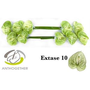 Anthurium Extase